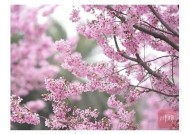 樱花麻豆传媒：探索春日樱花下的视觉盛宴与创作灵感